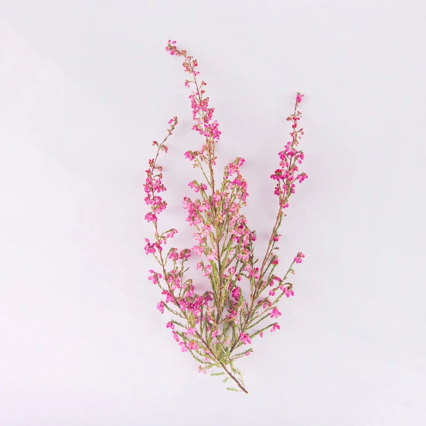 Zweige mit hübschen Blumen